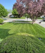 Affordable lawn care near me