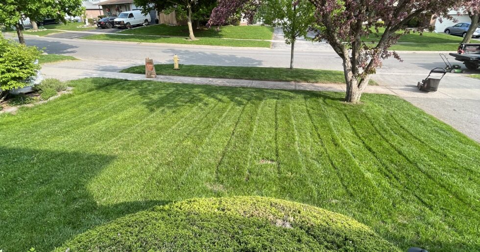 Affordable lawn care near me