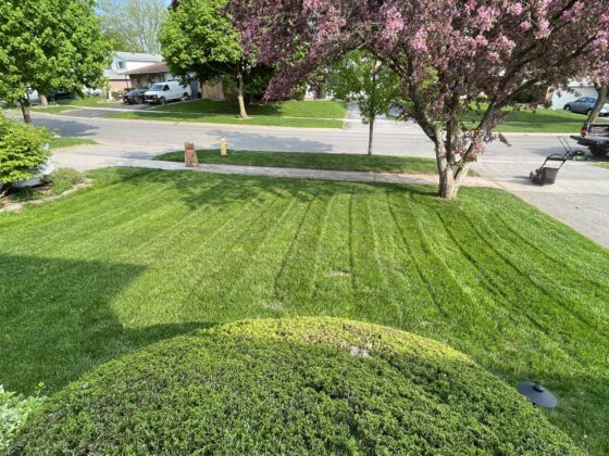 Affordable lawn care near me