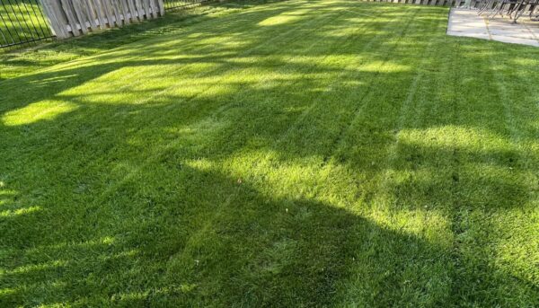 Lawn care for seniors near me